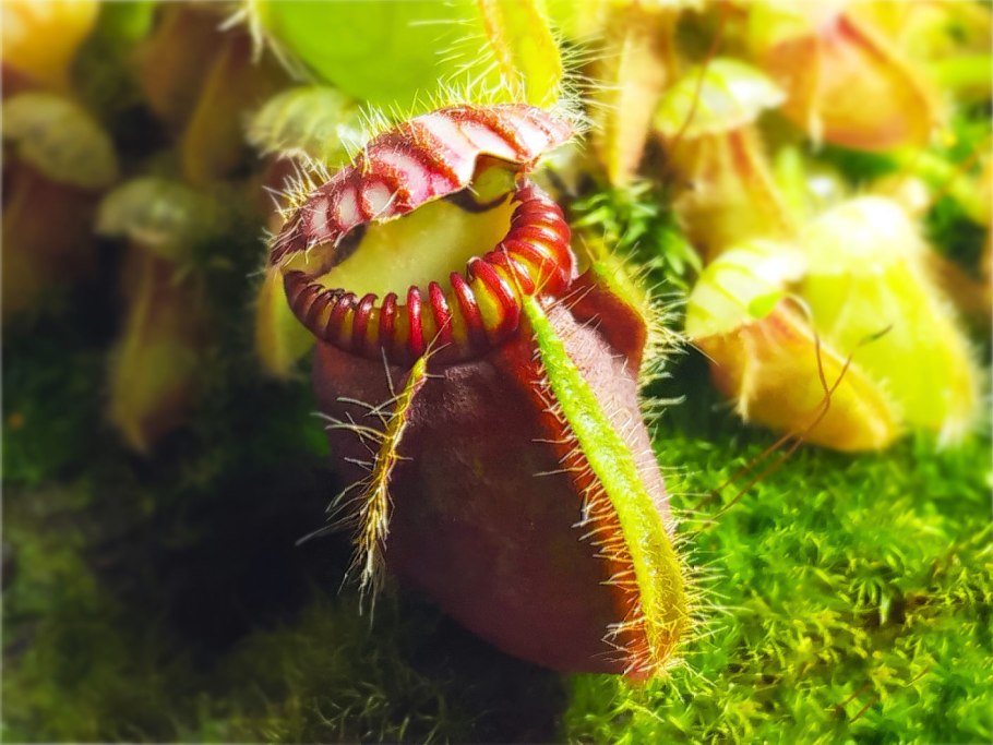 Цефалотус мешочковый