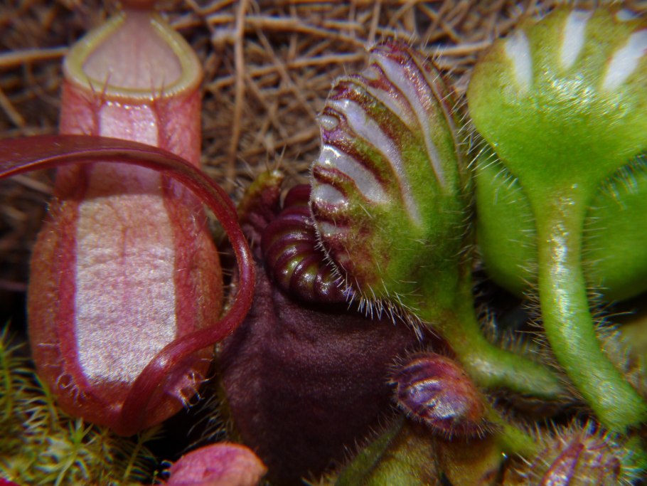 Cephalotus follicularis