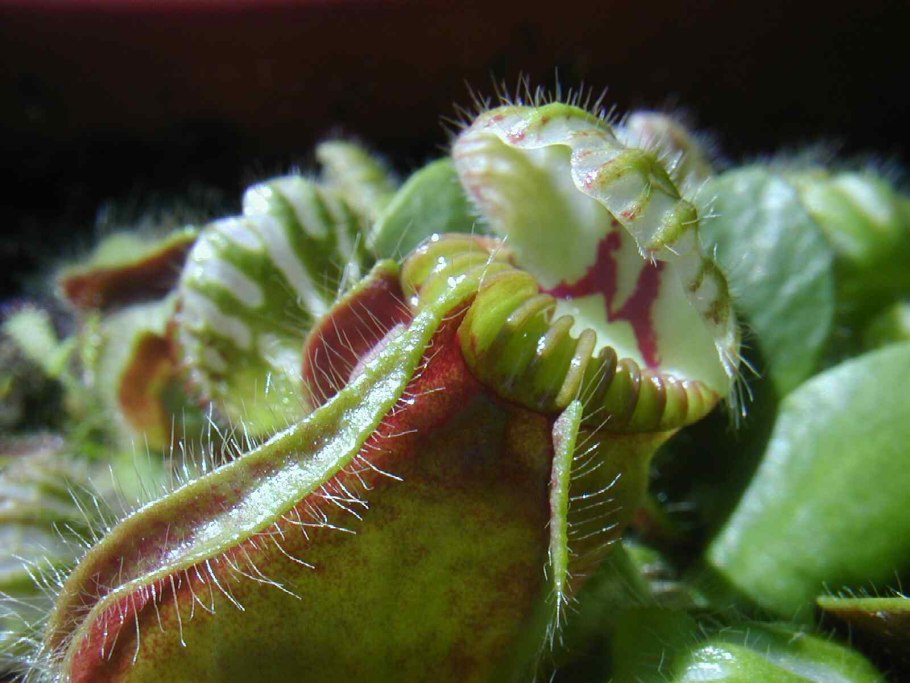 Растение Венерина мухоловка