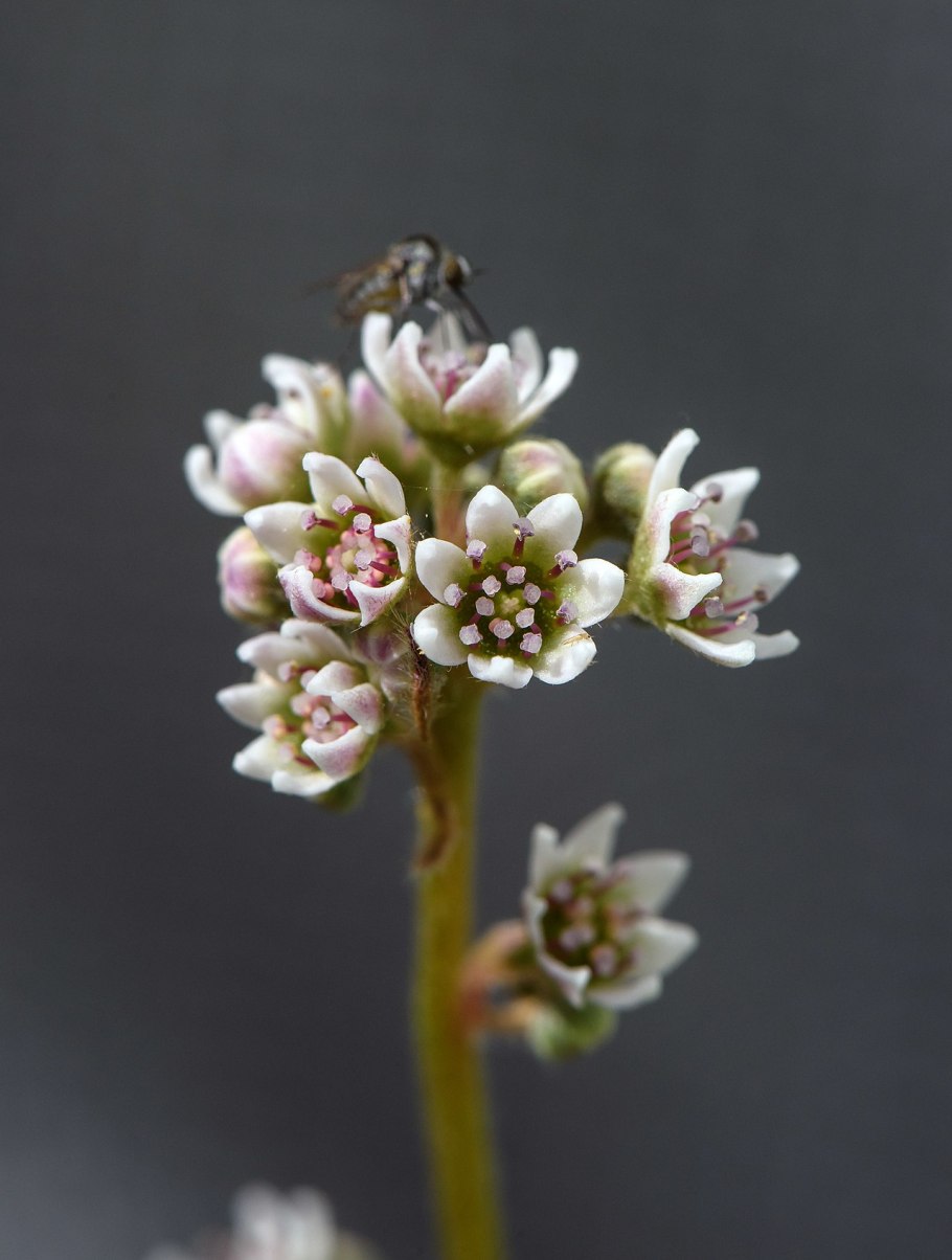 Carnivorous repotting Mix 2л