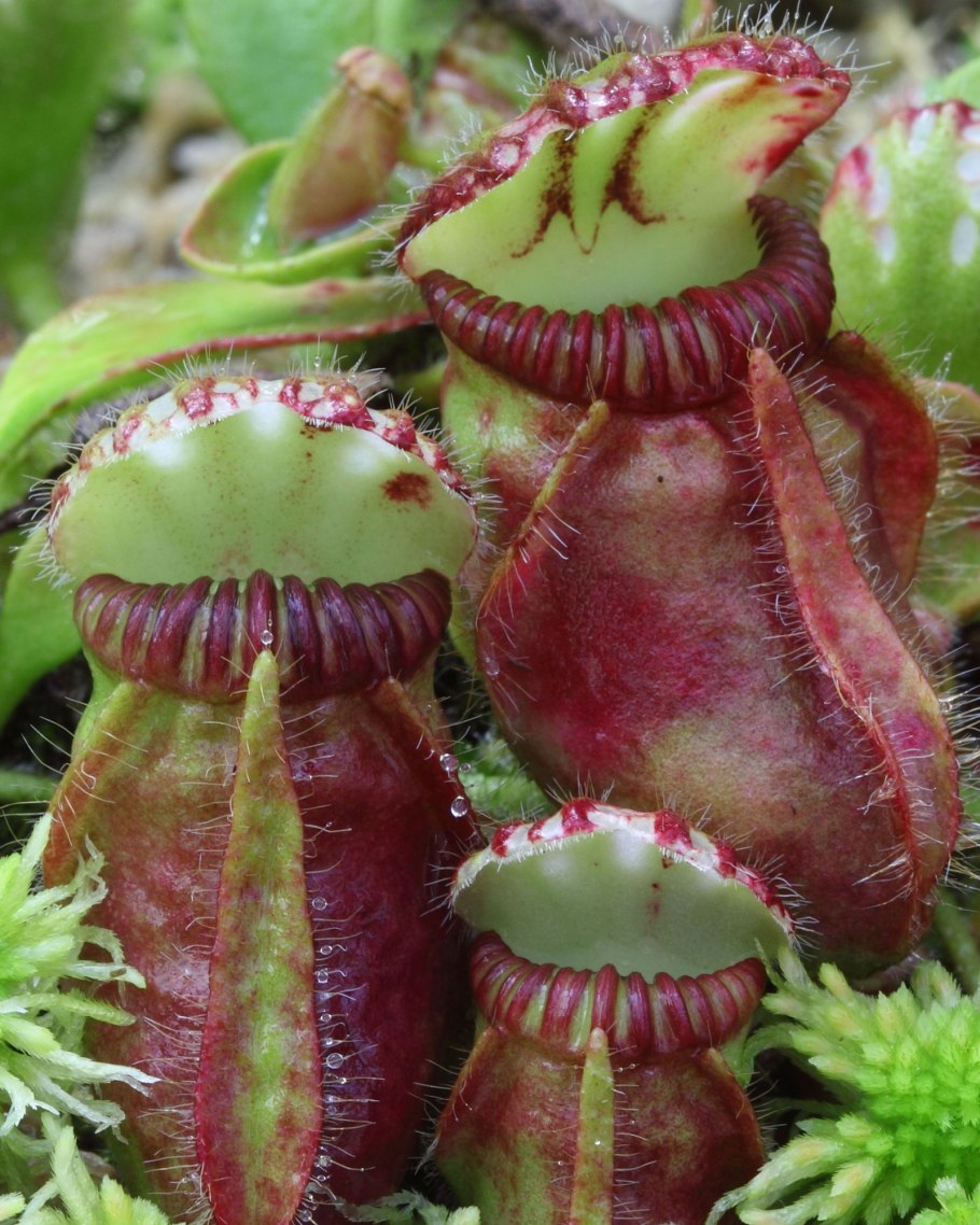 Цефалот растение