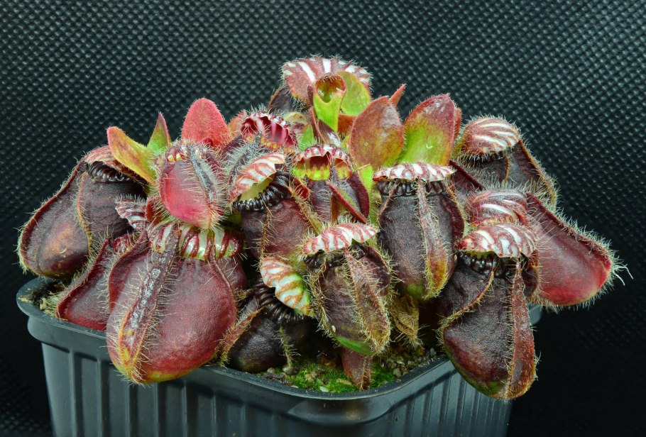 Cephalotus follicularis