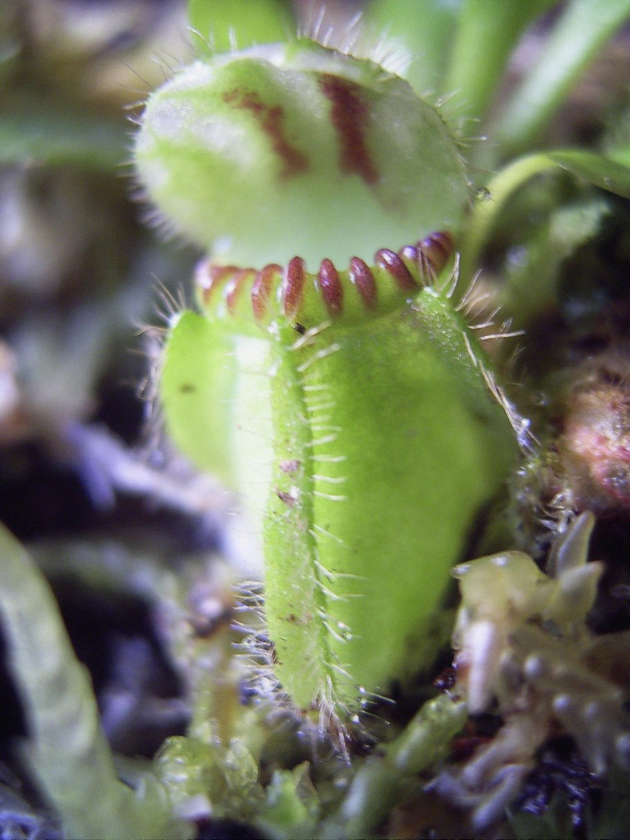 Цефалотус мешочковый ( Cephalotus follicularis