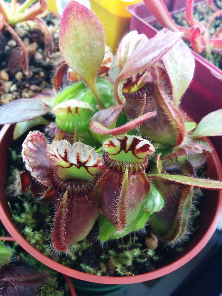 Цефалотус в горшке