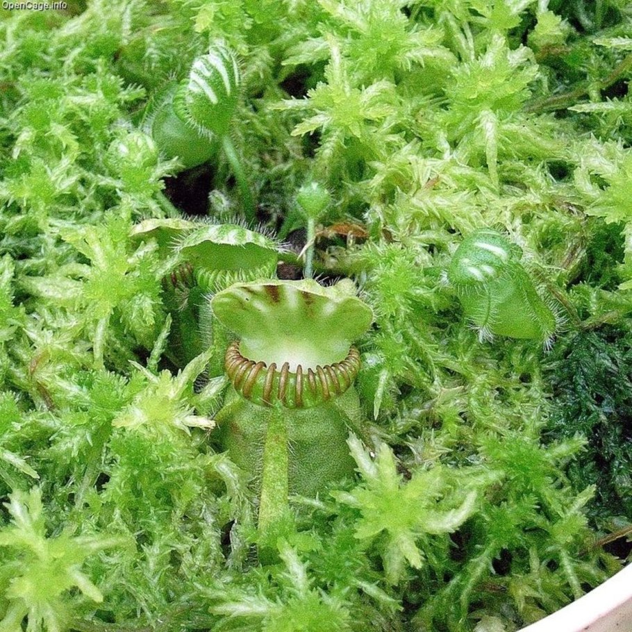 Цефалотус мешочковый