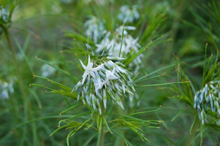 Amsonia angustifolia