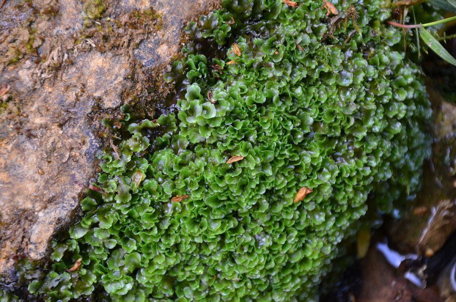 Галинсога мелкоцветковая американка