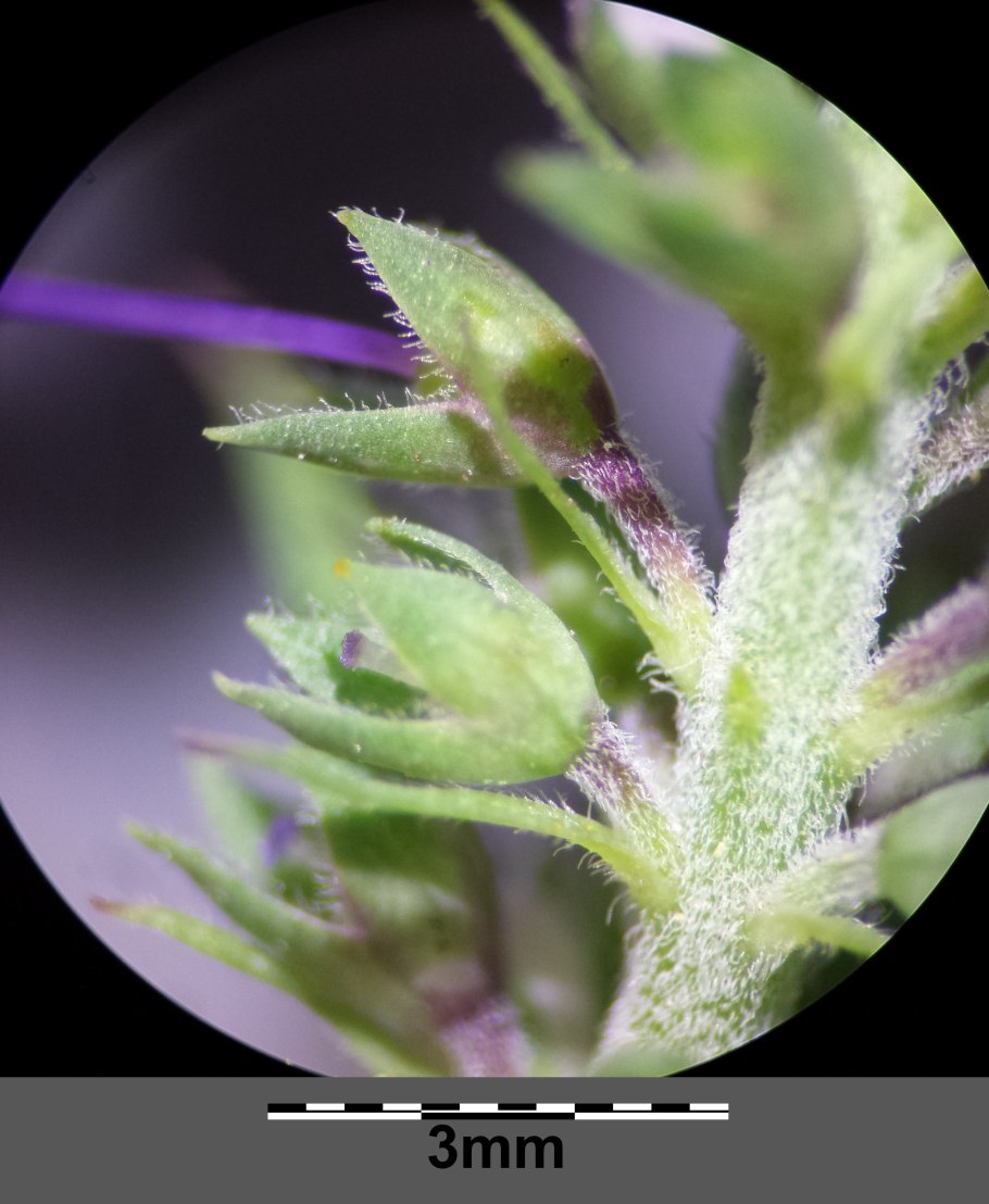 Амсония иволистная в ландшафтном дизайне