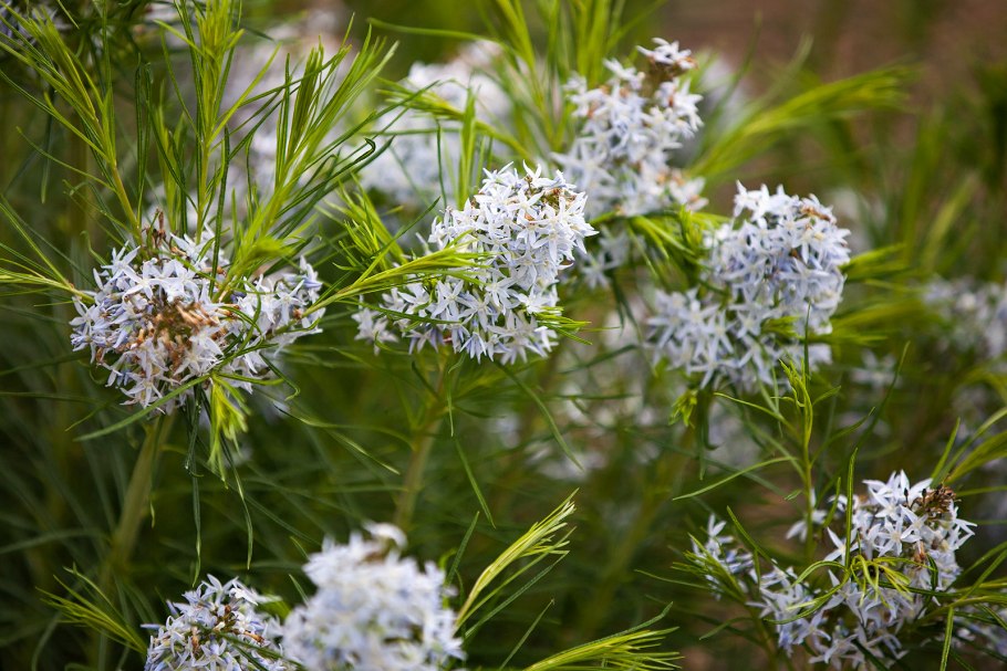 Вероника реснитчатая