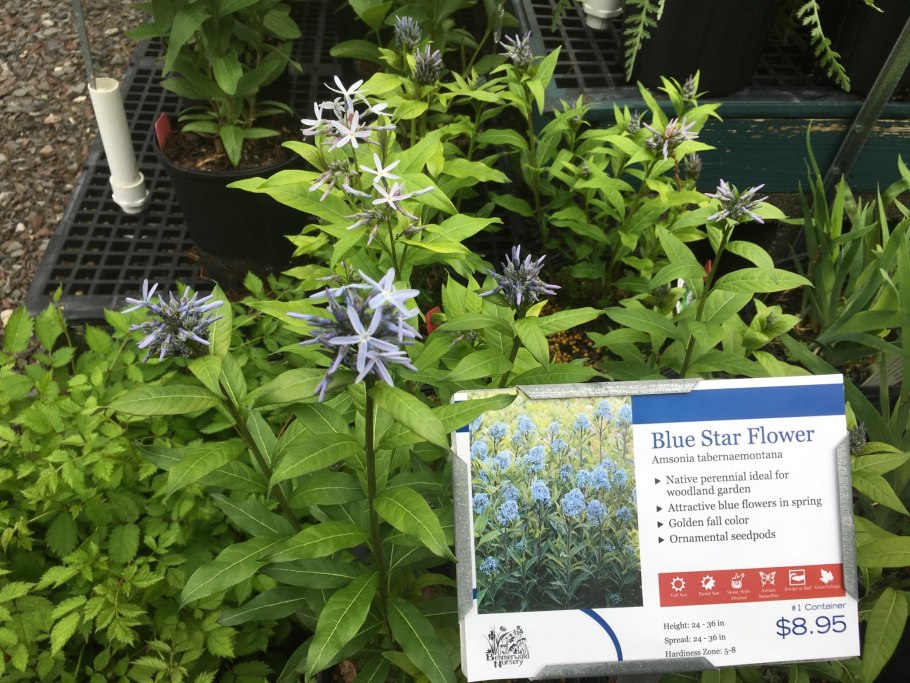 Эльсгольция гербарий