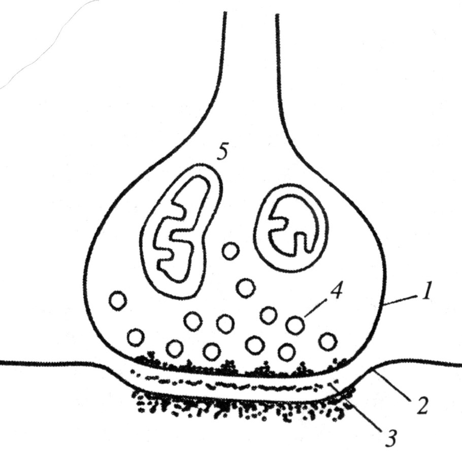 Аспарагус многолетник садовый