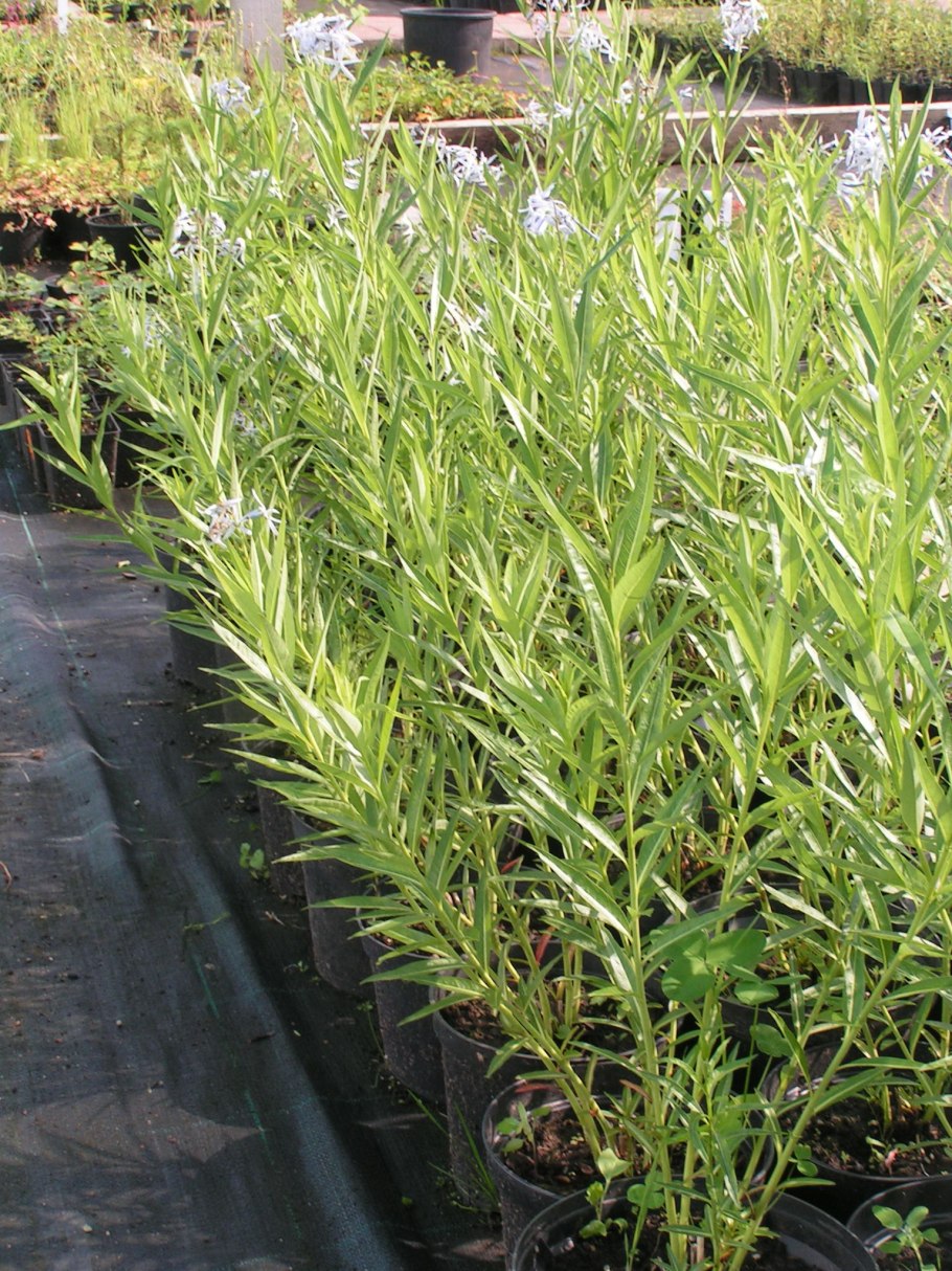 Амсония иволистная