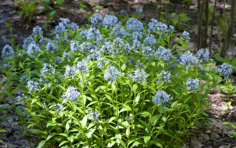 Амсония иволистная