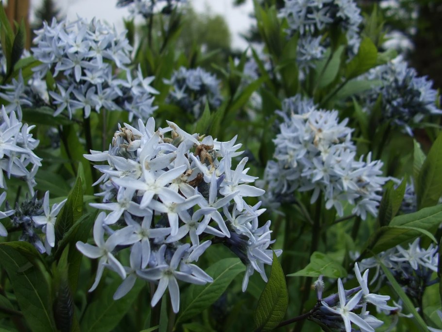 Амсония (Amsonia)
