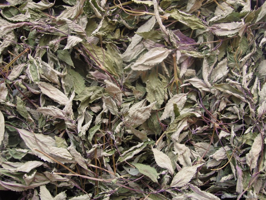 Фабиана черепитчатая