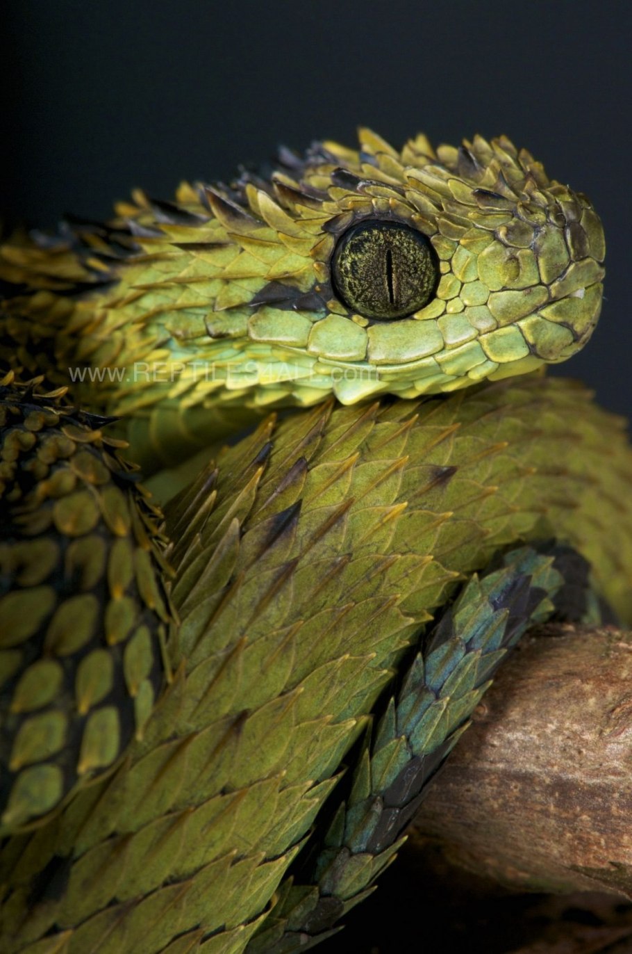 Кустарниковая гадюка atheris
