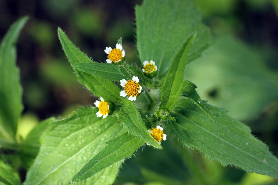 Галинзога четырёхлучевая