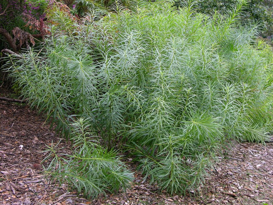 Amsonia hubrichtii