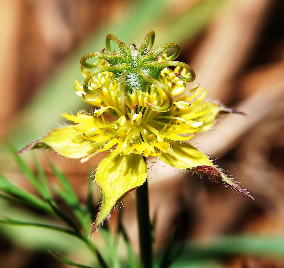 Амсония табермонтана f.Nana