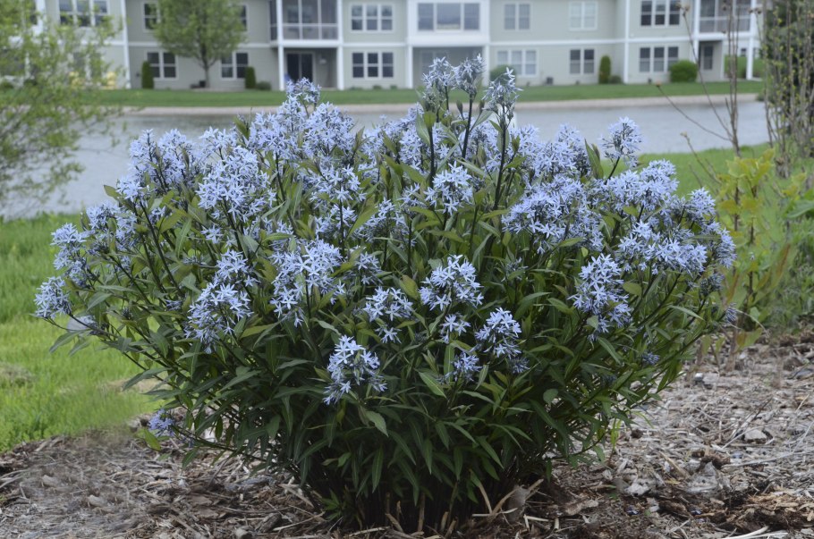 Марсупелла изменчивая