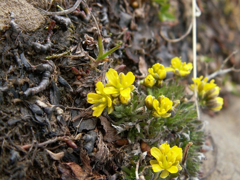 Реснитчатая гадюка