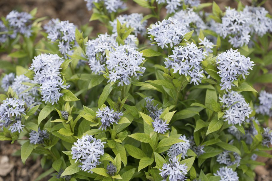 Amsonia Tabernaemontana