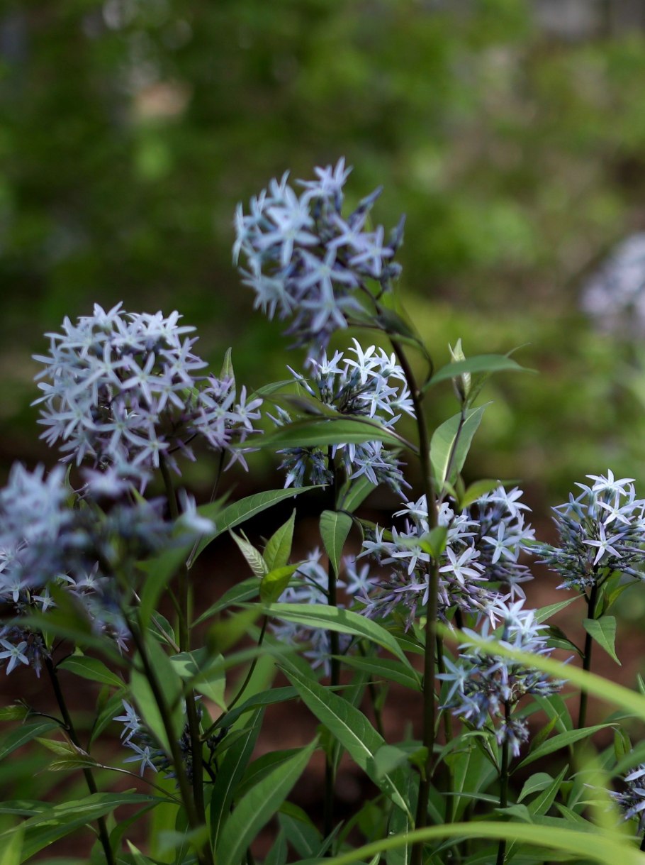 Амсония иволистная