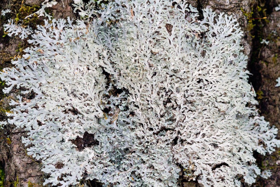 Лишайник цетрария в арктике