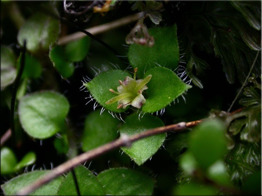 Анаптихия реснитчатая Anaptychia ciliaris