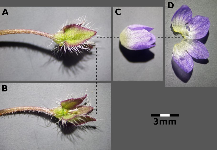 Veronica hederifolia