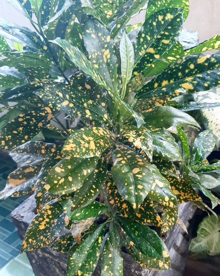 Колумнарис фикус