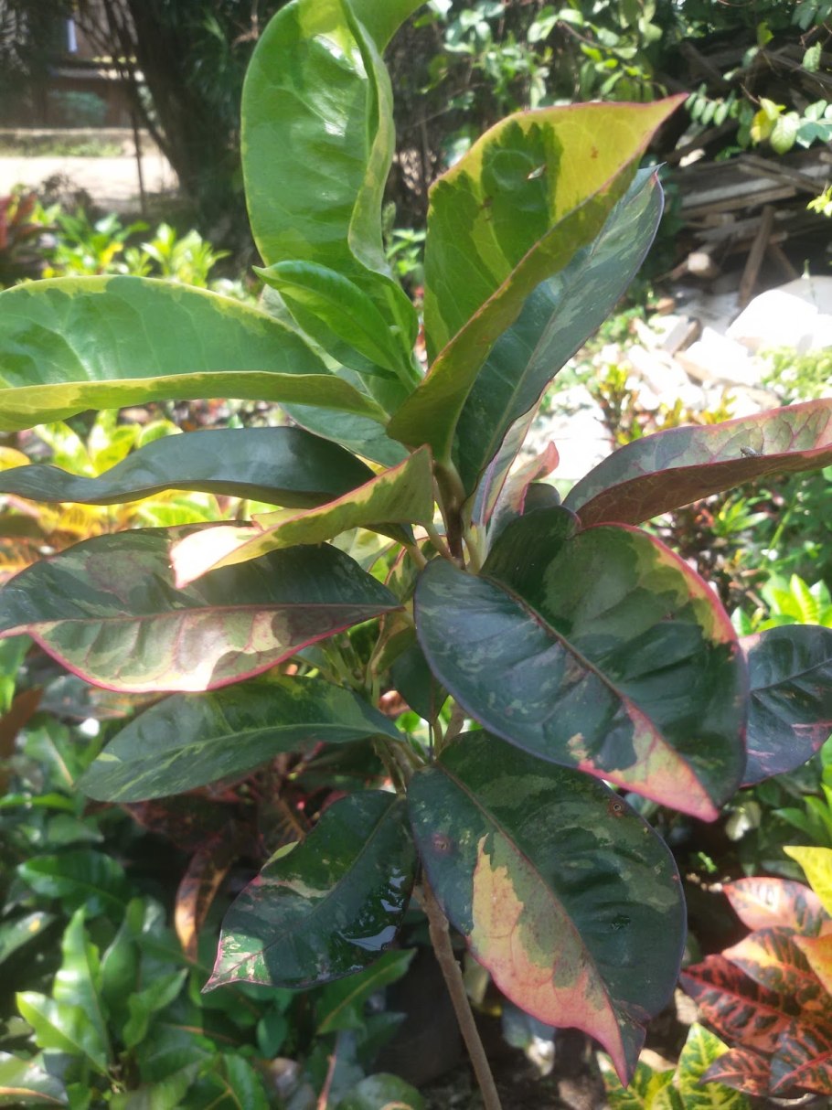 Карбюратор leader pz19jb