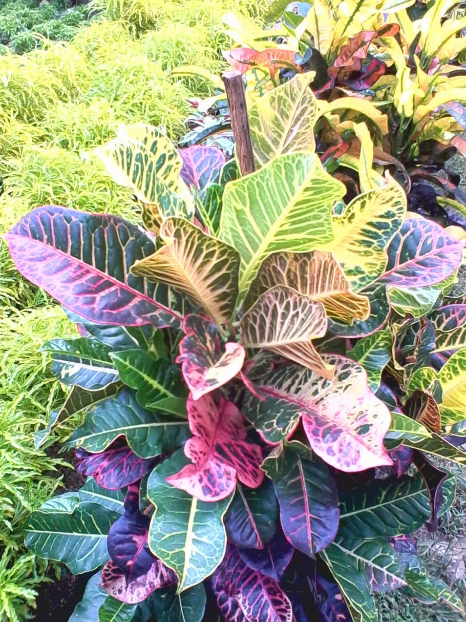 Тропические листья