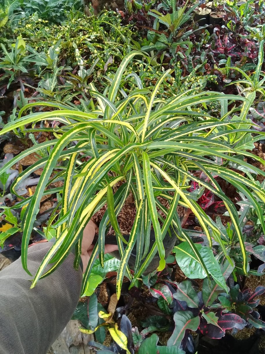 Флеш камелии синенсичс