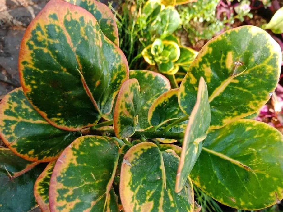 Растения джунглей Бразилии