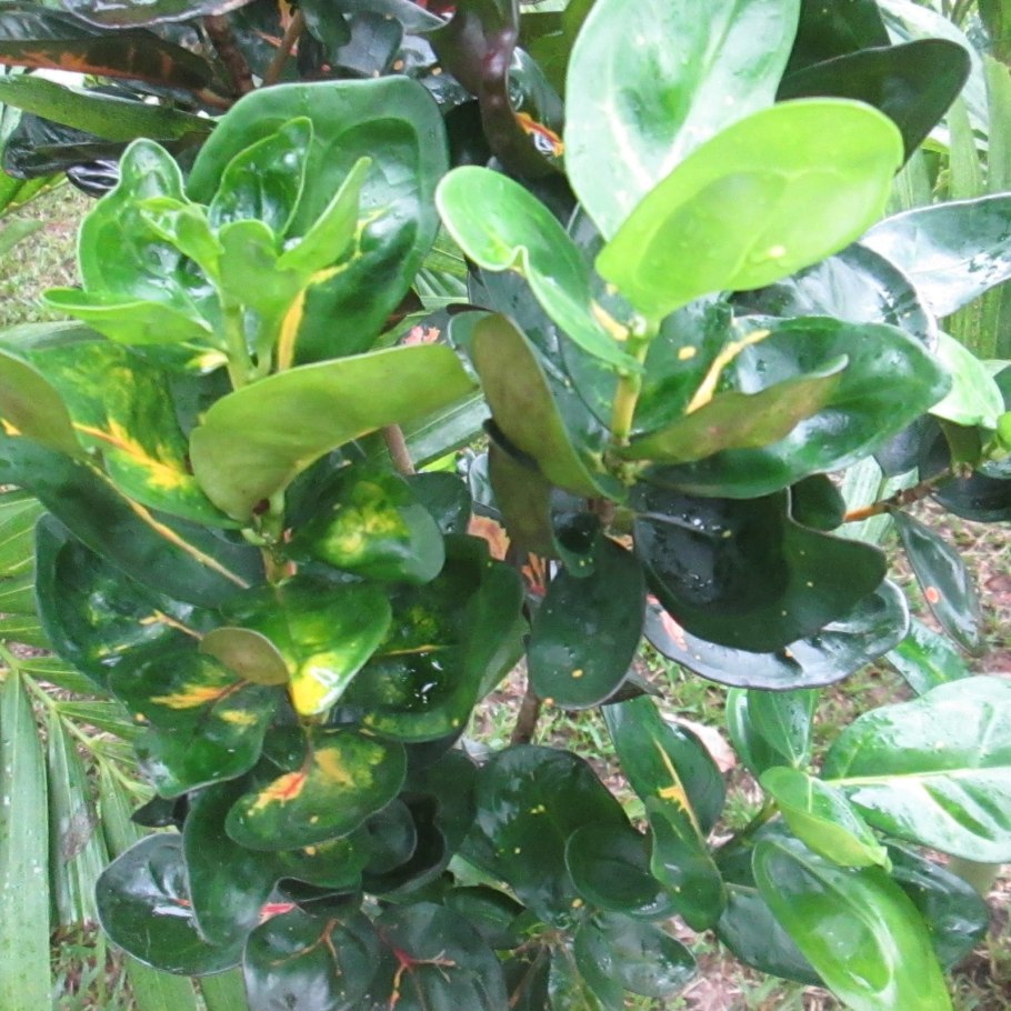 Pur растения