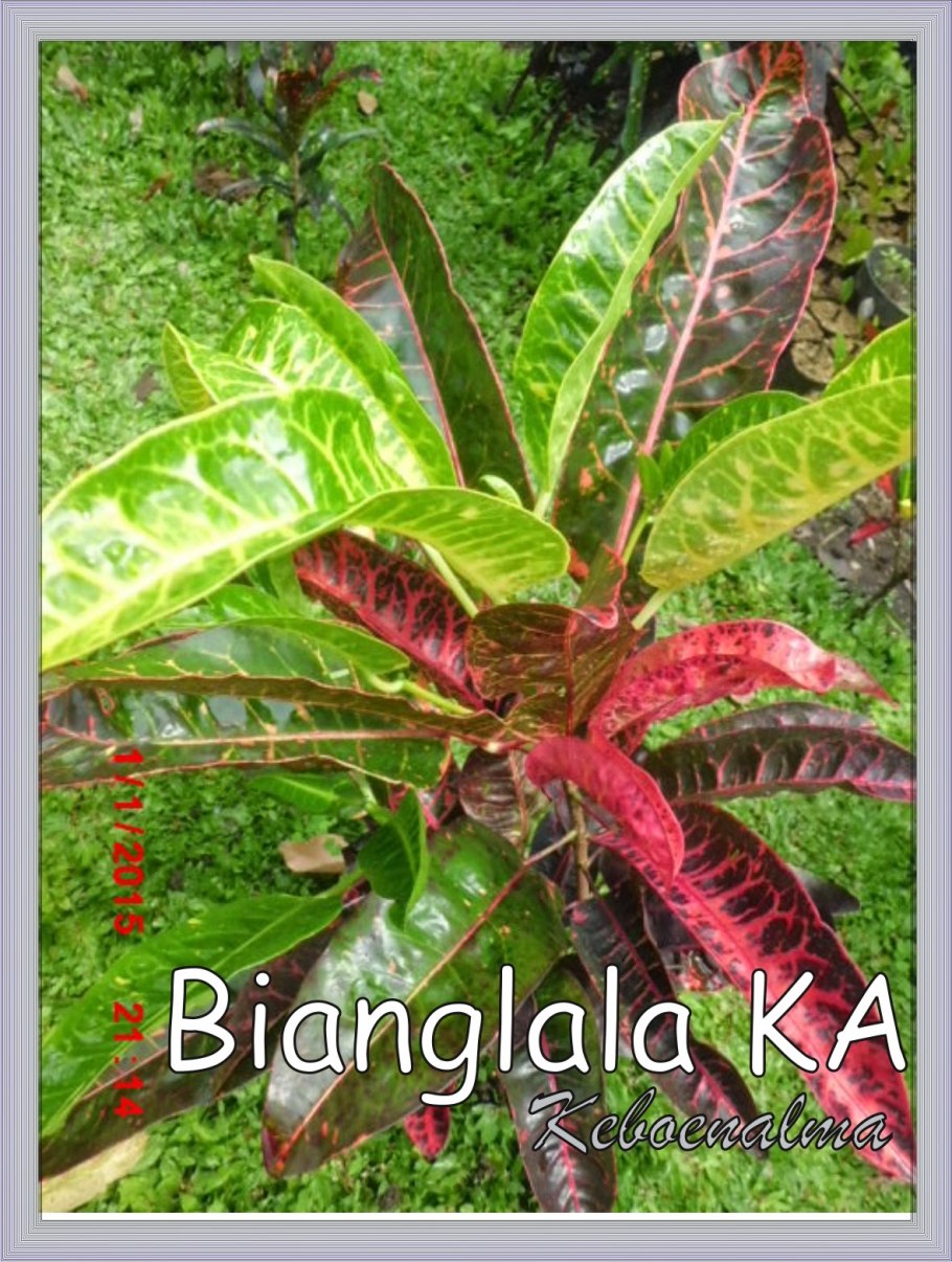 Кодиеум кротон