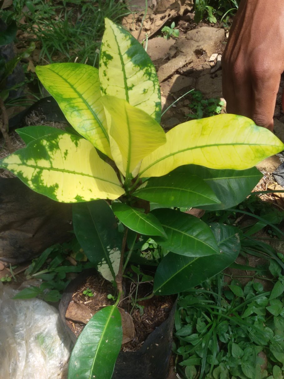 Кротон Вариегатум