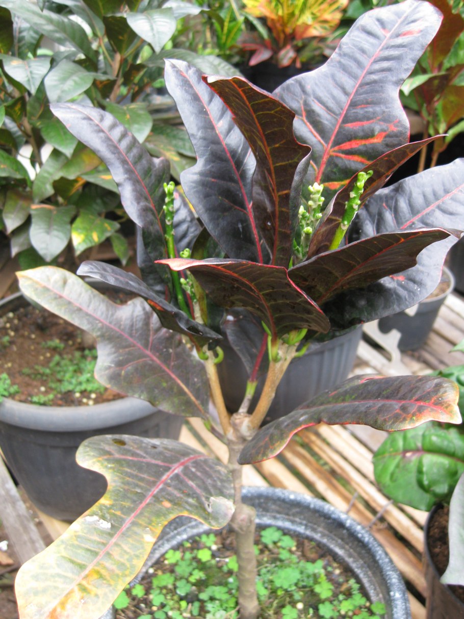 Кротон экскуренс