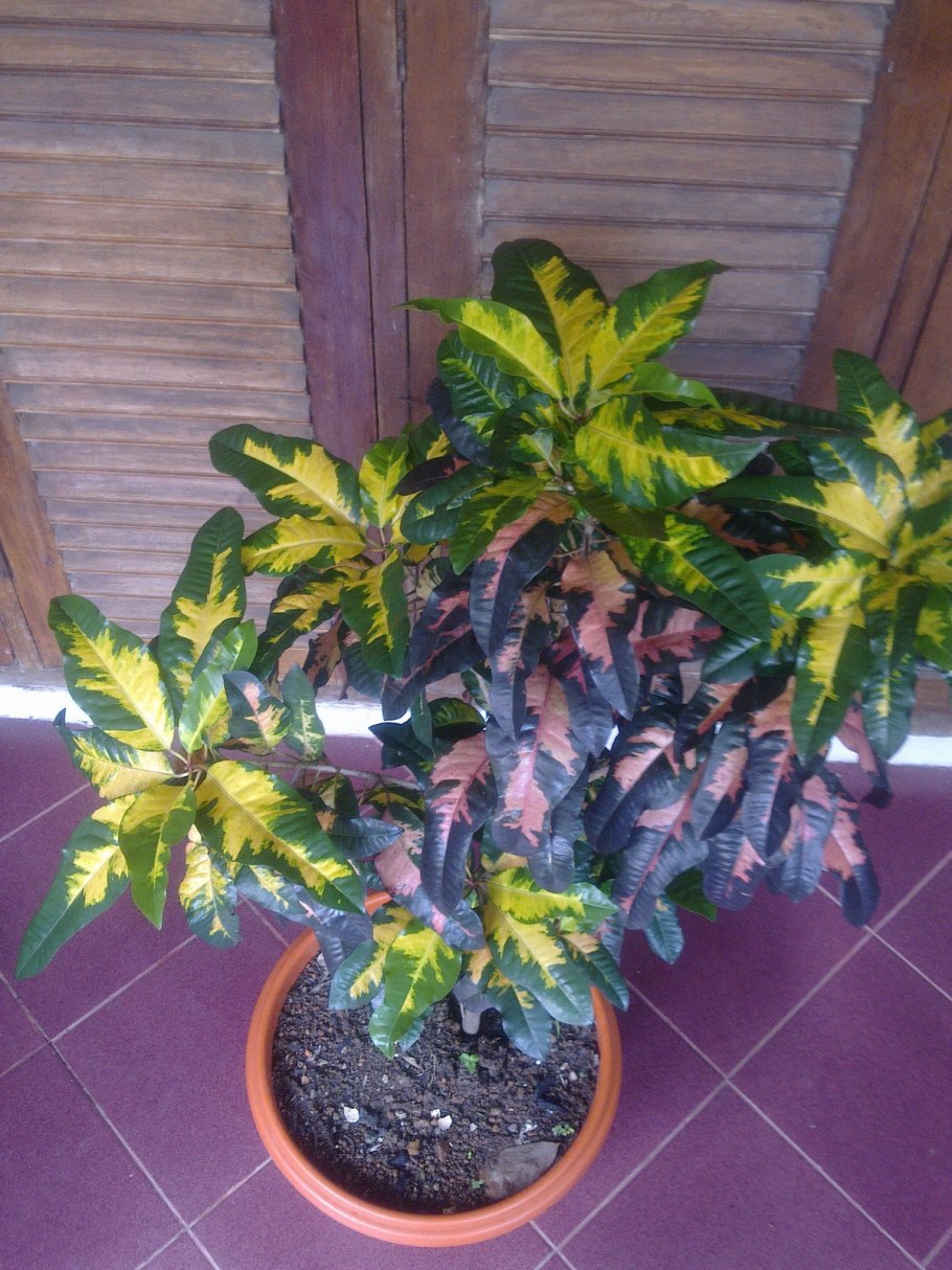 Кодиеум кротон пестрый черенкование