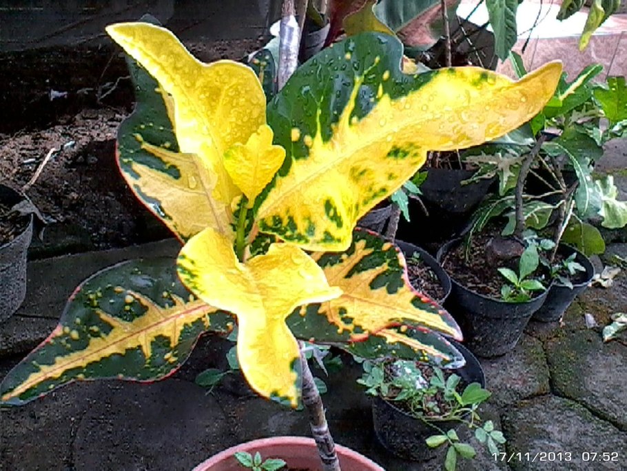 Кодиеум магнифисент