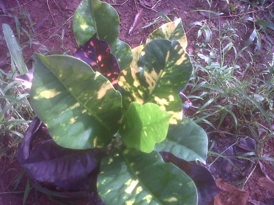 Тропические джунгли Таиланд