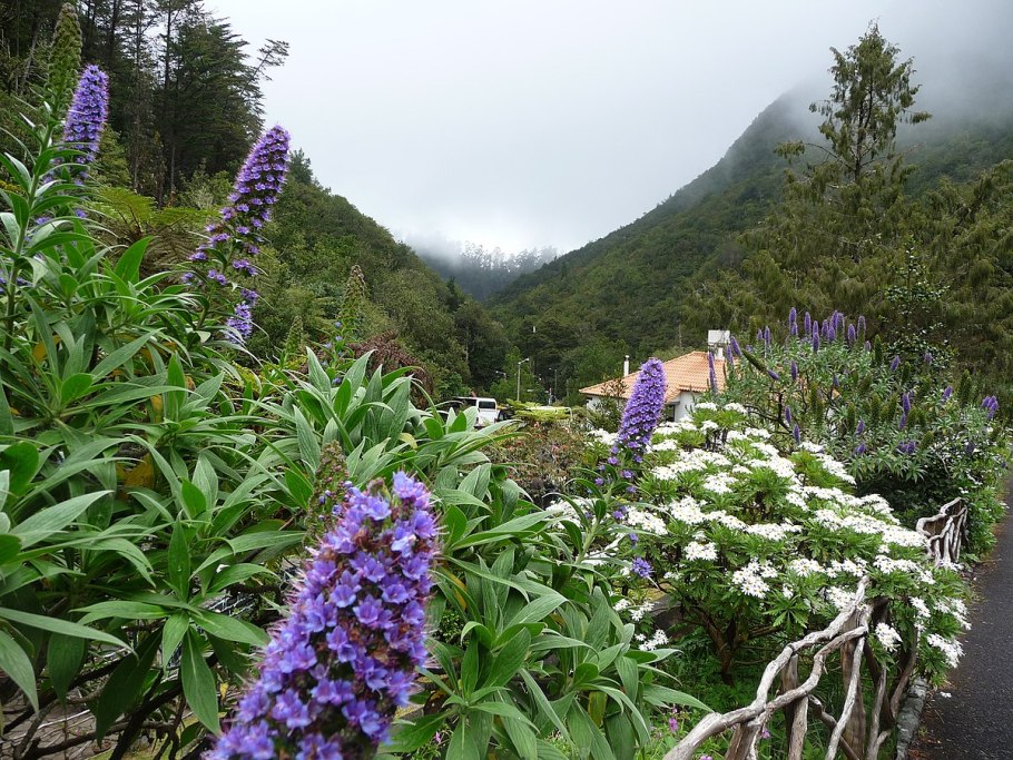 Echium candicans