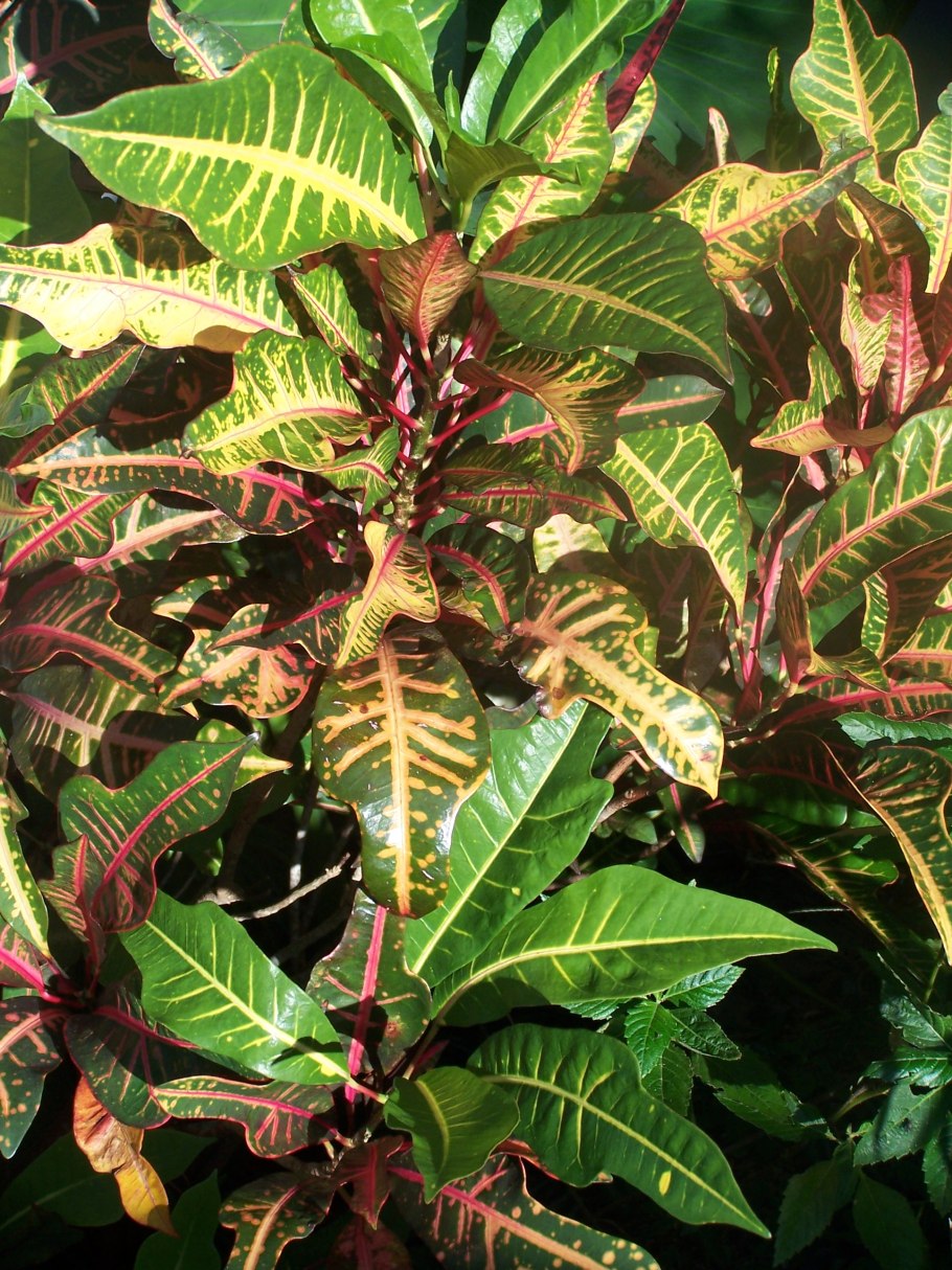 Кратон кодиеум цветок