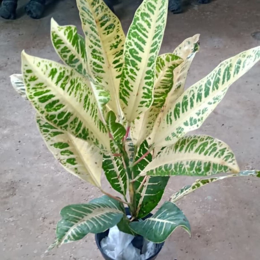 Кротон кодиеум