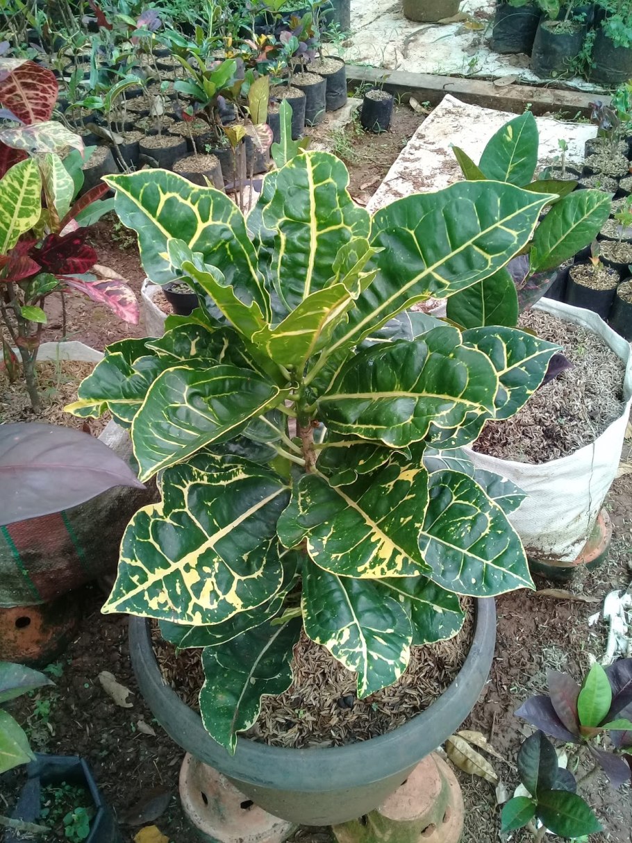 Карбюратор leader pz19jb