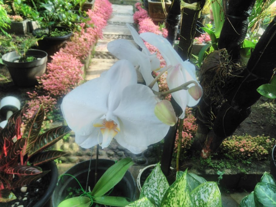 Фаленопсис орхидея