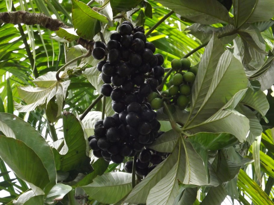 Амазонский виноград