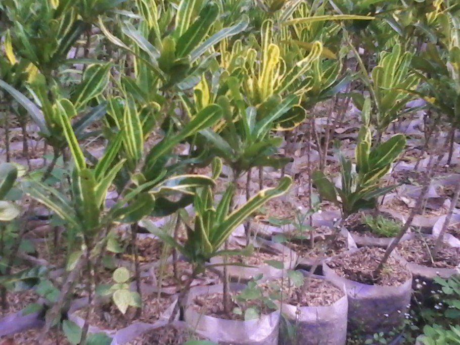 Кротон Бетти Луиза