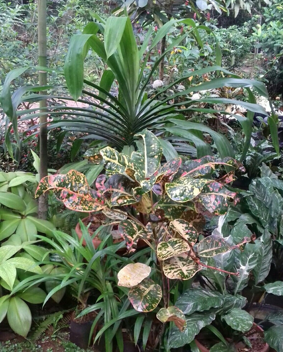 Codiaeum variegatum